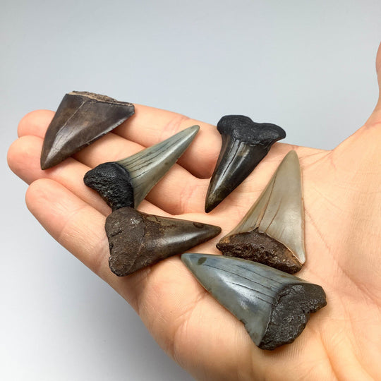 Fossilized Shark Tooth Specimen: Extinct Great White Shark - Rocks and Gems Canada