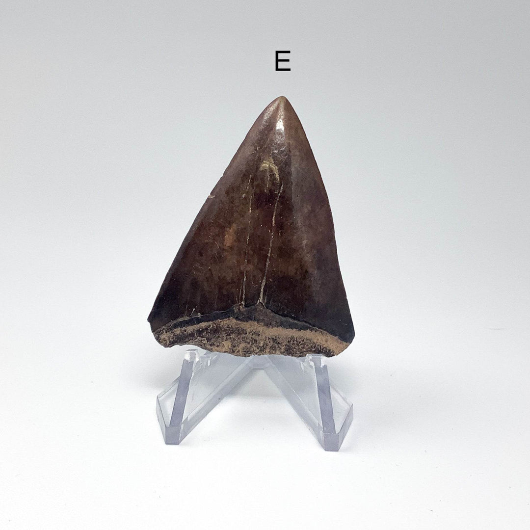 Fossilized Shark Tooth Specimen: Extinct Great White Shark - Rocks and Gems Canada