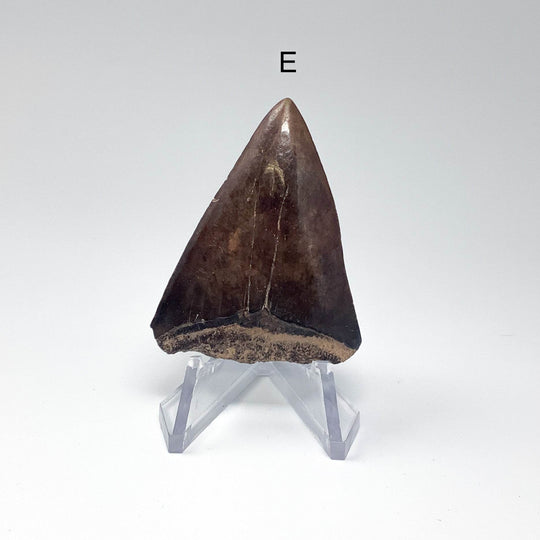 Fossilized Shark Tooth Specimen: Extinct Great White Shark - Rocks and Gems Canada
