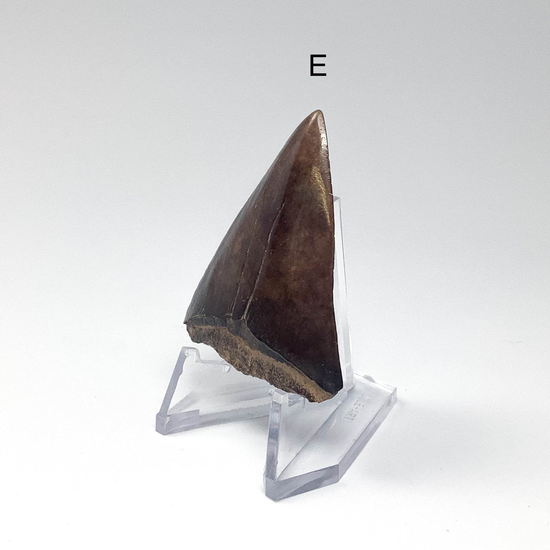 Fossilized Shark Tooth Specimen: Extinct Great White Shark - Rocks and Gems Canada