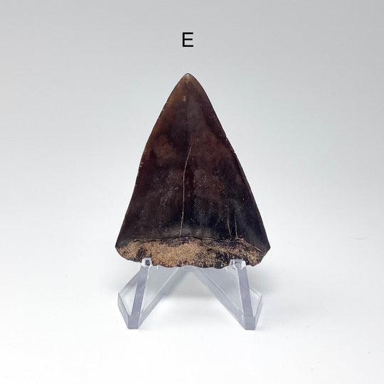 Fossilized Shark Tooth Specimen: Extinct Great White Shark - Rocks and Gems Canada