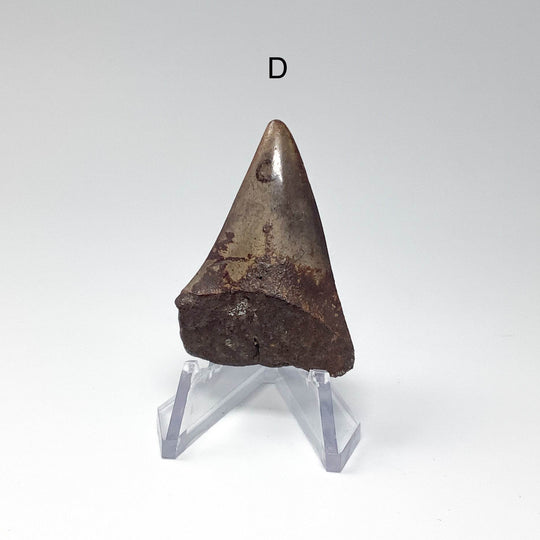 Fossilized Shark Tooth Specimen: Extinct Great White Shark - Rocks and Gems Canada