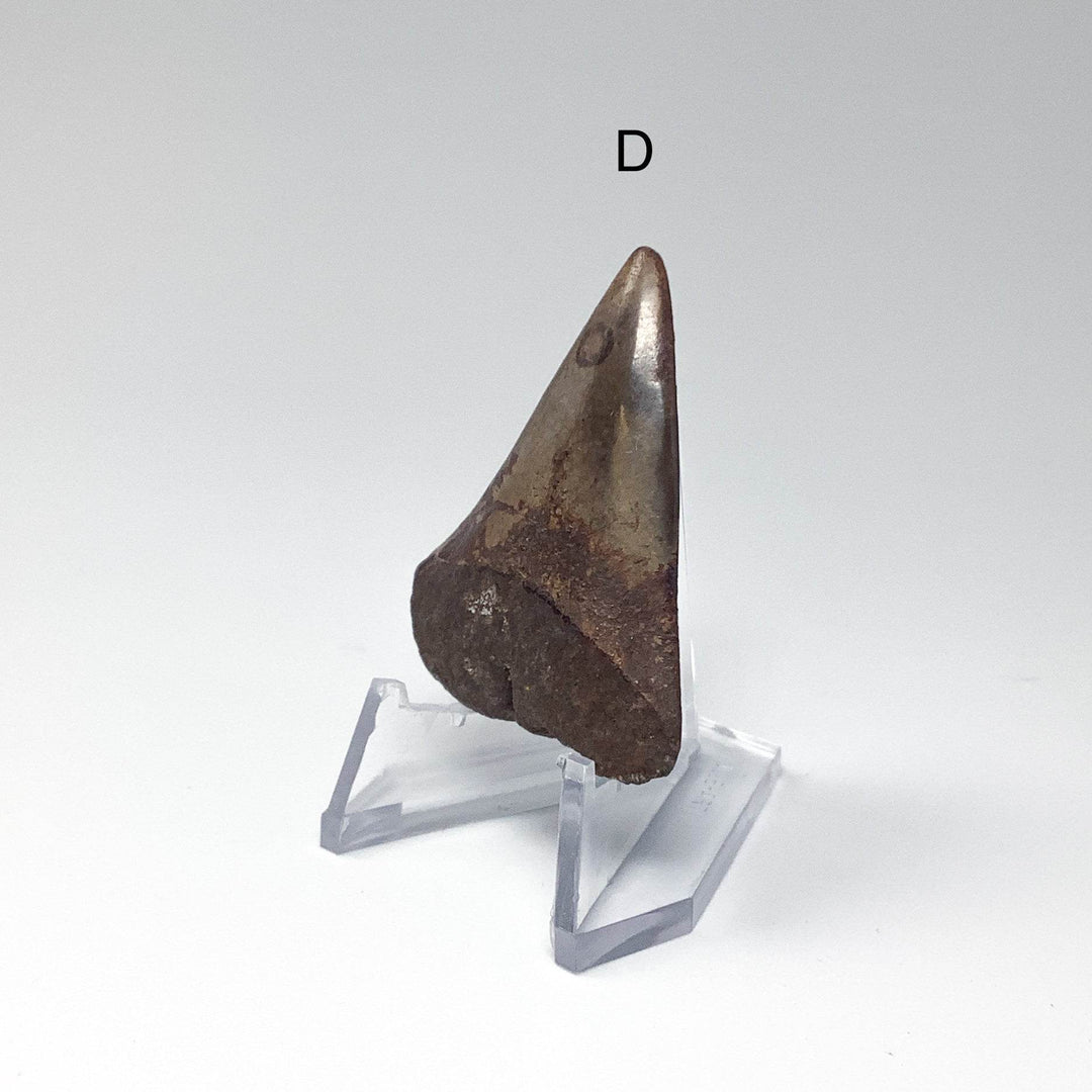 Fossilized Shark Tooth Specimen: Extinct Great White Shark - Rocks and Gems Canada