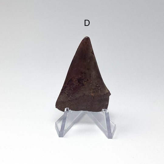 Fossilized Shark Tooth Specimen: Extinct Great White Shark - Rocks and Gems Canada
