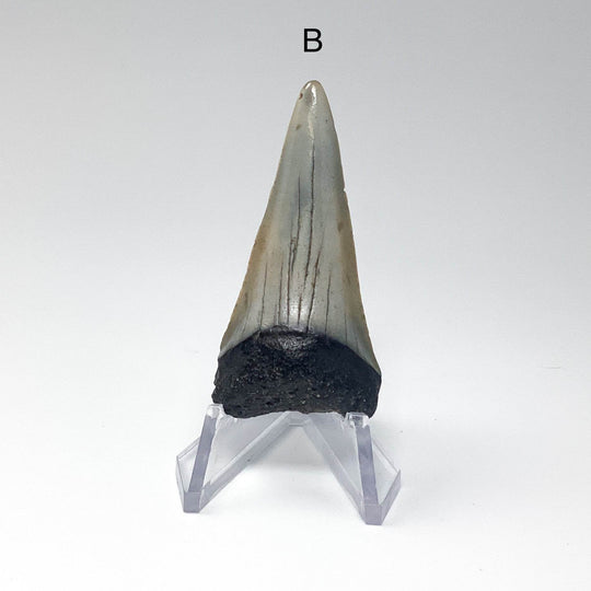 Fossilized Shark Tooth Specimen: Extinct Great White Shark - Rocks and Gems Canada