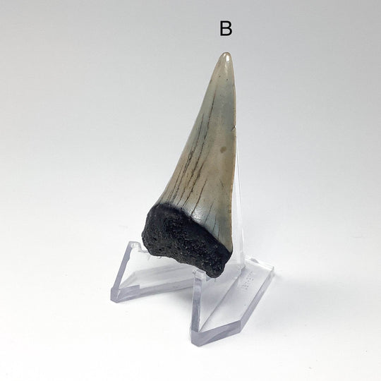 Fossilized Shark Tooth Specimen: Extinct Great White Shark - Rocks and Gems Canada