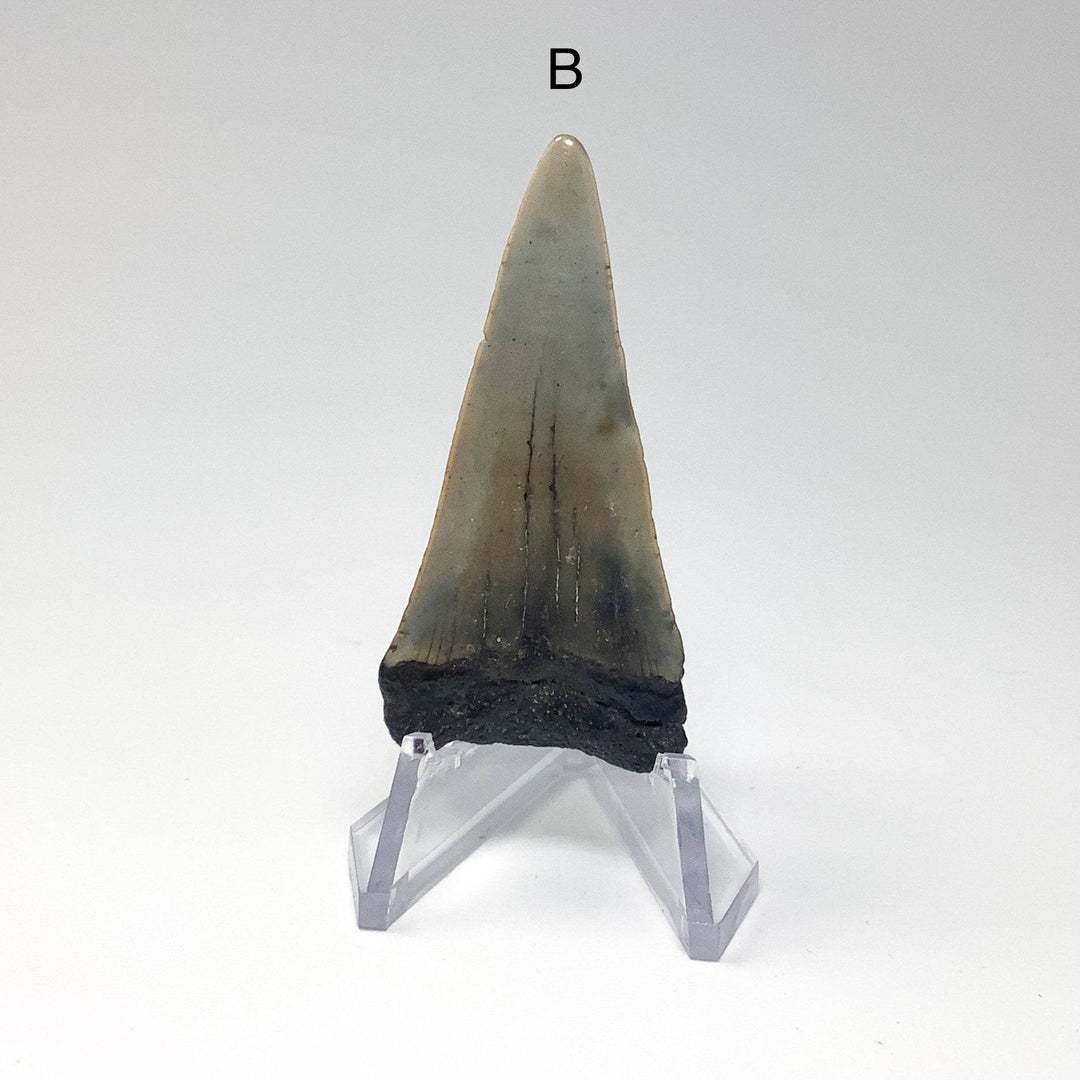 Fossilized Shark Tooth Specimen: Extinct Great White Shark - Rocks and Gems Canada