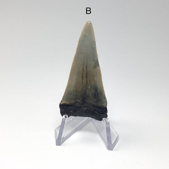 Fossilized Shark Tooth Specimen: Extinct Great White Shark - Rocks and Gems Canada