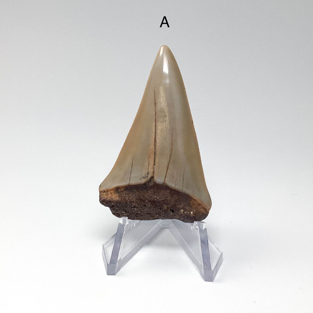 Fossilized Shark Tooth Specimen: Extinct Great White Shark - Rocks and Gems Canada