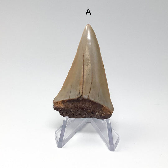 Fossilized Shark Tooth Specimen: Extinct Great White Shark - Rocks and Gems Canada