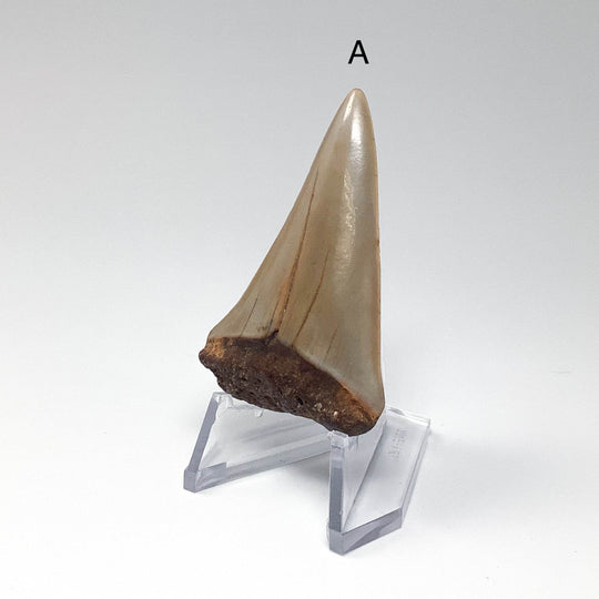 Fossilized Shark Tooth Specimen: Extinct Great White Shark - Rocks and Gems Canada