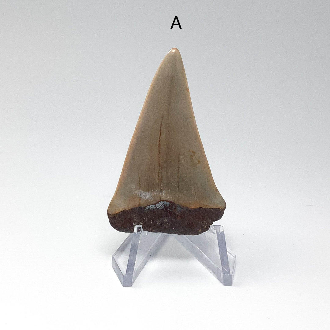 Fossilized Shark Tooth Specimen: Extinct Great White Shark - Rocks and Gems Canada