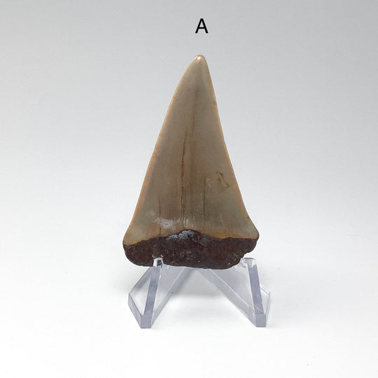 Fossilized Shark Tooth Specimen: Extinct Great White Shark - Rocks and Gems Canada