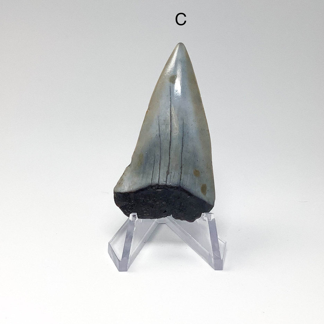 Fossilized Shark Tooth Specimen: Extinct Great White Shark - Rocks and Gems Canada