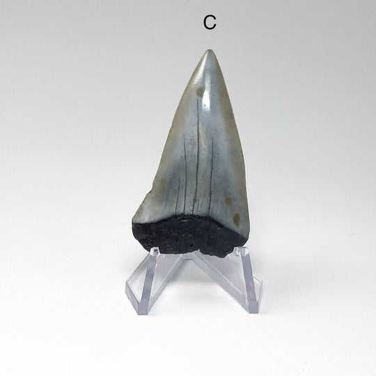 Fossilized Shark Tooth Specimen: Extinct Great White Shark - Rocks and Gems Canada