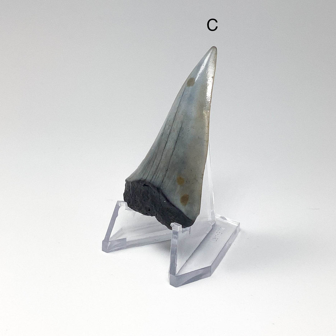 Fossilized Shark Tooth Specimen: Extinct Great White Shark - Rocks and Gems Canada