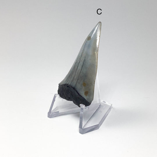 Fossilized Shark Tooth Specimen: Extinct Great White Shark - Rocks and Gems Canada