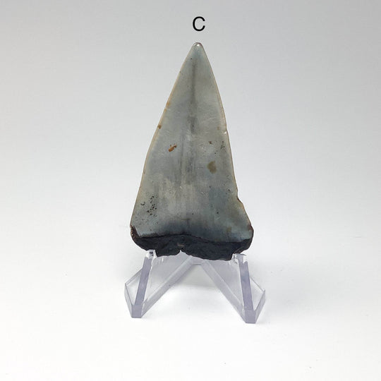 Fossilized Shark Tooth Specimen: Extinct Great White Shark - Rocks and Gems Canada
