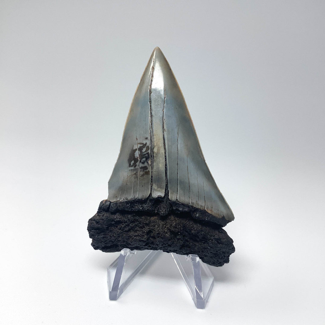 Fossilized Shark Tooth Specimen: Extinct Great White Shark - Rocks and Gems Canada