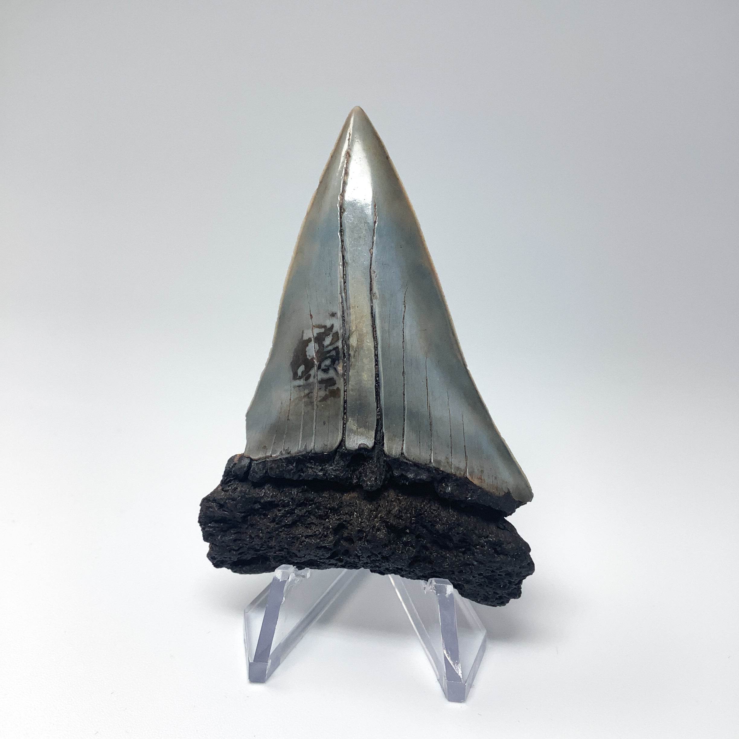 Fossilized Shark Tooth Specimen: Extinct Great White Shark - Rocks and Gems Canada