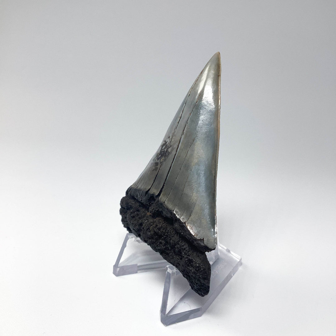 Fossilized Shark Tooth Specimen: Extinct Great White Shark - Rocks and Gems Canada