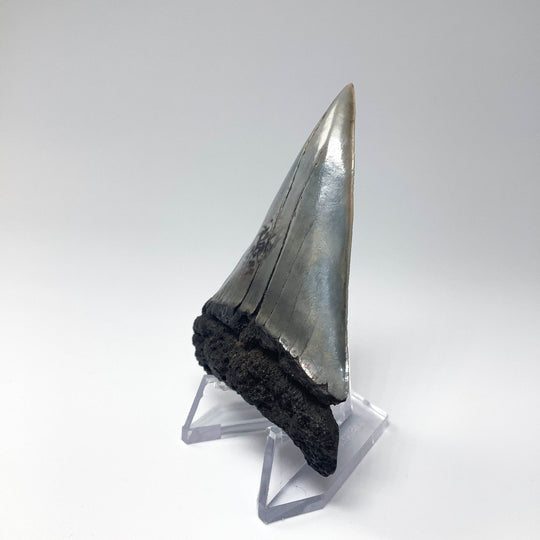 Fossilized Shark Tooth Specimen: Extinct Great White Shark - Rocks and Gems Canada