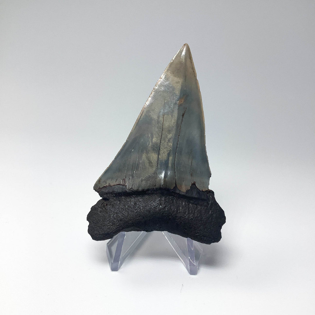 Fossilized Shark Tooth Specimen: Extinct Great White Shark - Rocks and Gems Canada