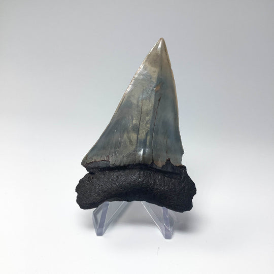 Fossilized Shark Tooth Specimen: Extinct Great White Shark - Rocks and Gems Canada