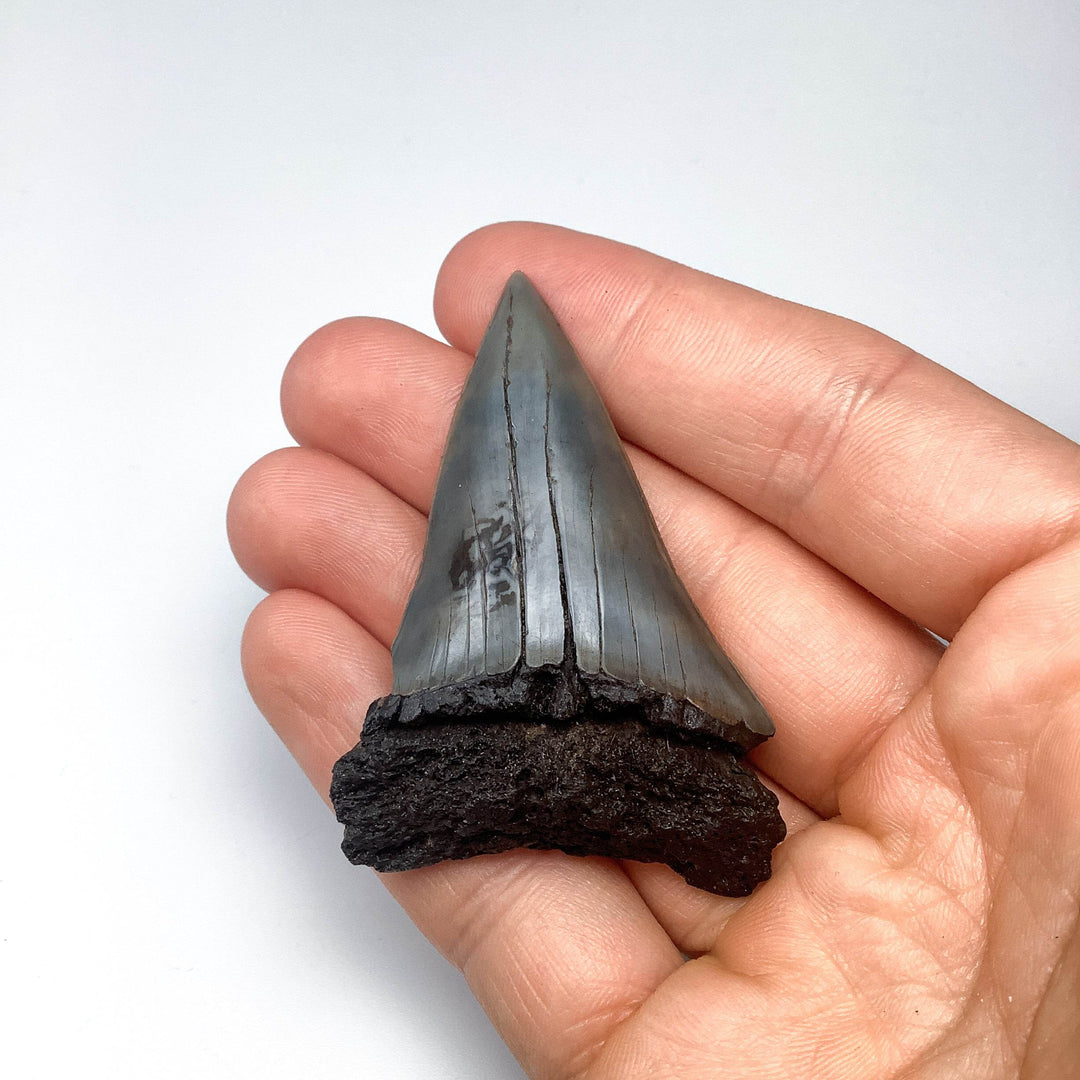Fossilized Shark Tooth Specimen: Extinct Great White Shark - Rocks and Gems Canada