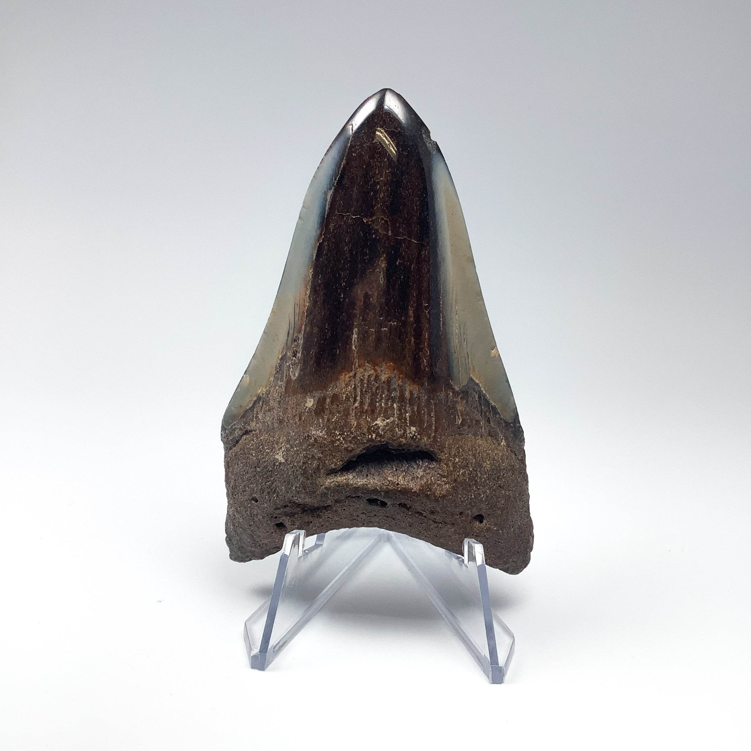 Fossilized Shark Tooth Specimen: Carcharodon Megalodon - Rocks and Gems Canada