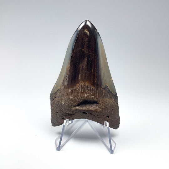 Fossilized Shark Tooth Specimen: Carcharodon Megalodon - Rocks and Gems Canada