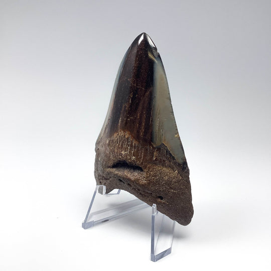 Fossilized Shark Tooth Specimen: Carcharodon Megalodon - Rocks and Gems Canada