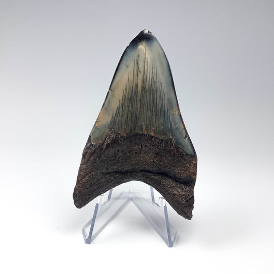 Fossilized Shark Tooth Specimen: Carcharodon Megalodon - Rocks and Gems Canada