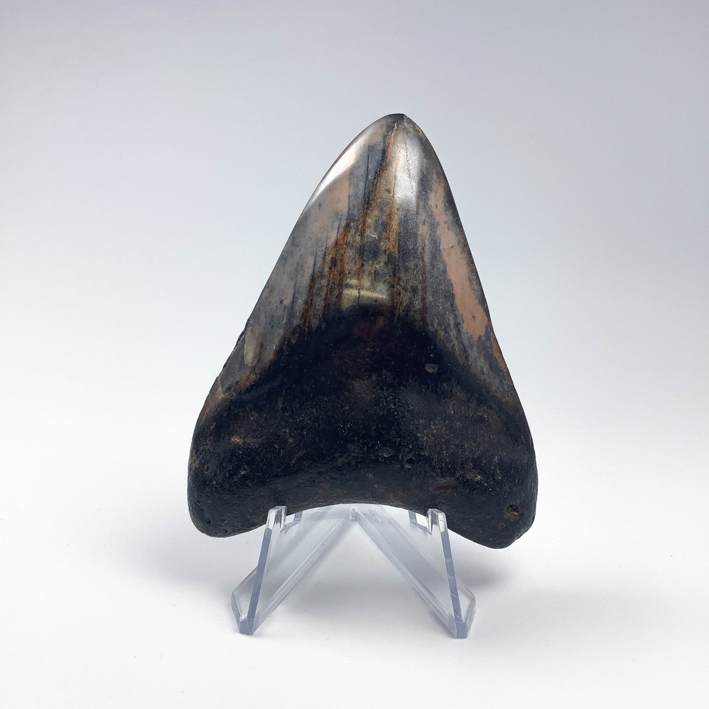 Fossilized Shark Tooth Specimen: Carcharodon Megalodon - Rocks and Gems Canada