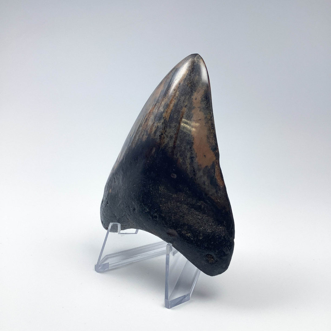 Fossilized Shark Tooth Specimen: Carcharodon Megalodon - Rocks and Gems Canada