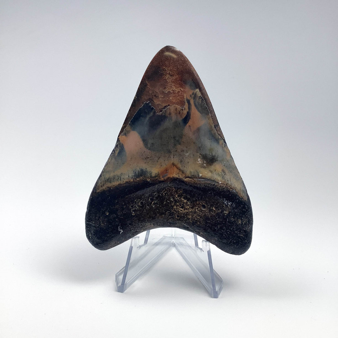 Fossilized Shark Tooth Specimen: Carcharodon Megalodon - Rocks and Gems Canada