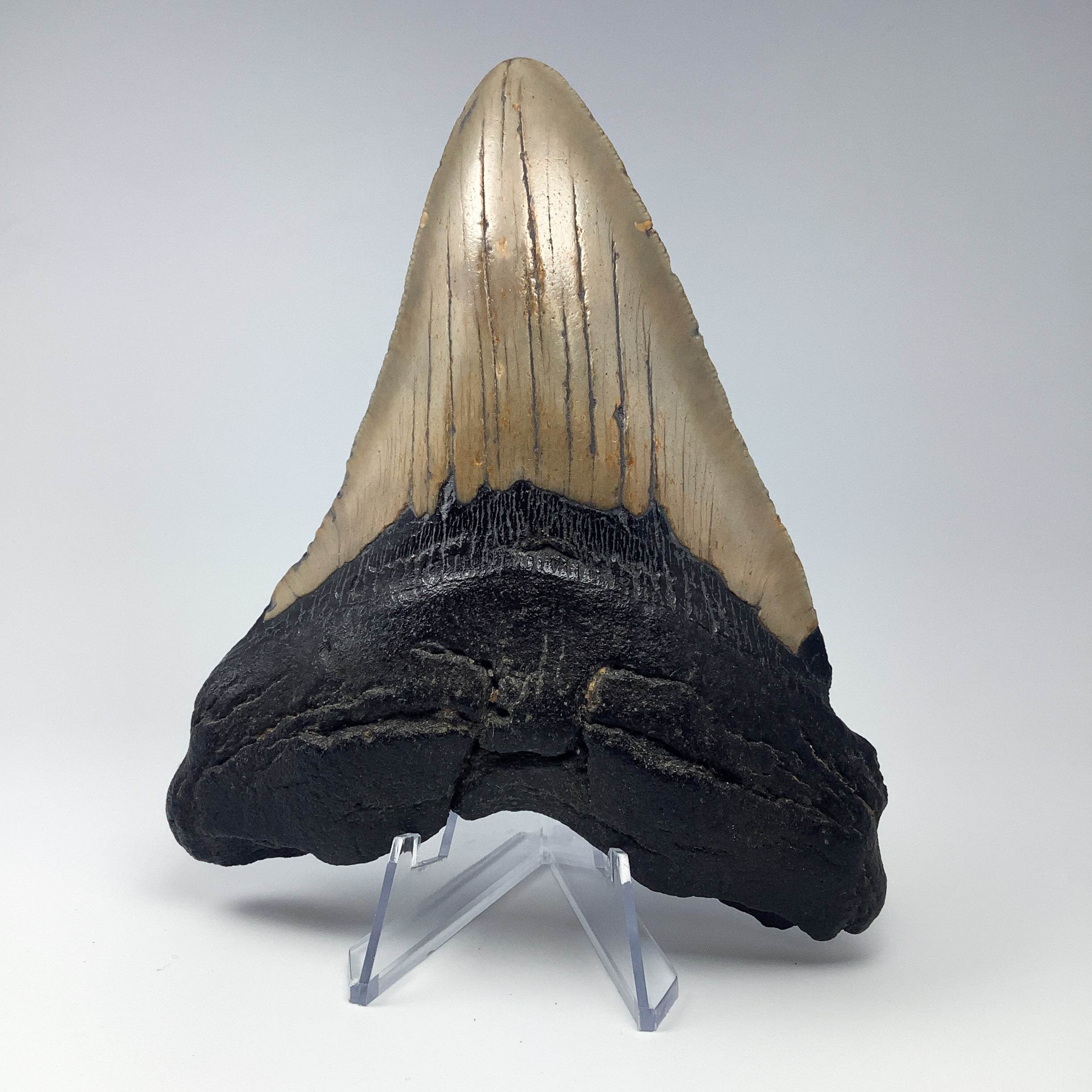 Fossilized Shark Tooth Specimen: Carcharodon Megalodon - Rocks and Gems Canada