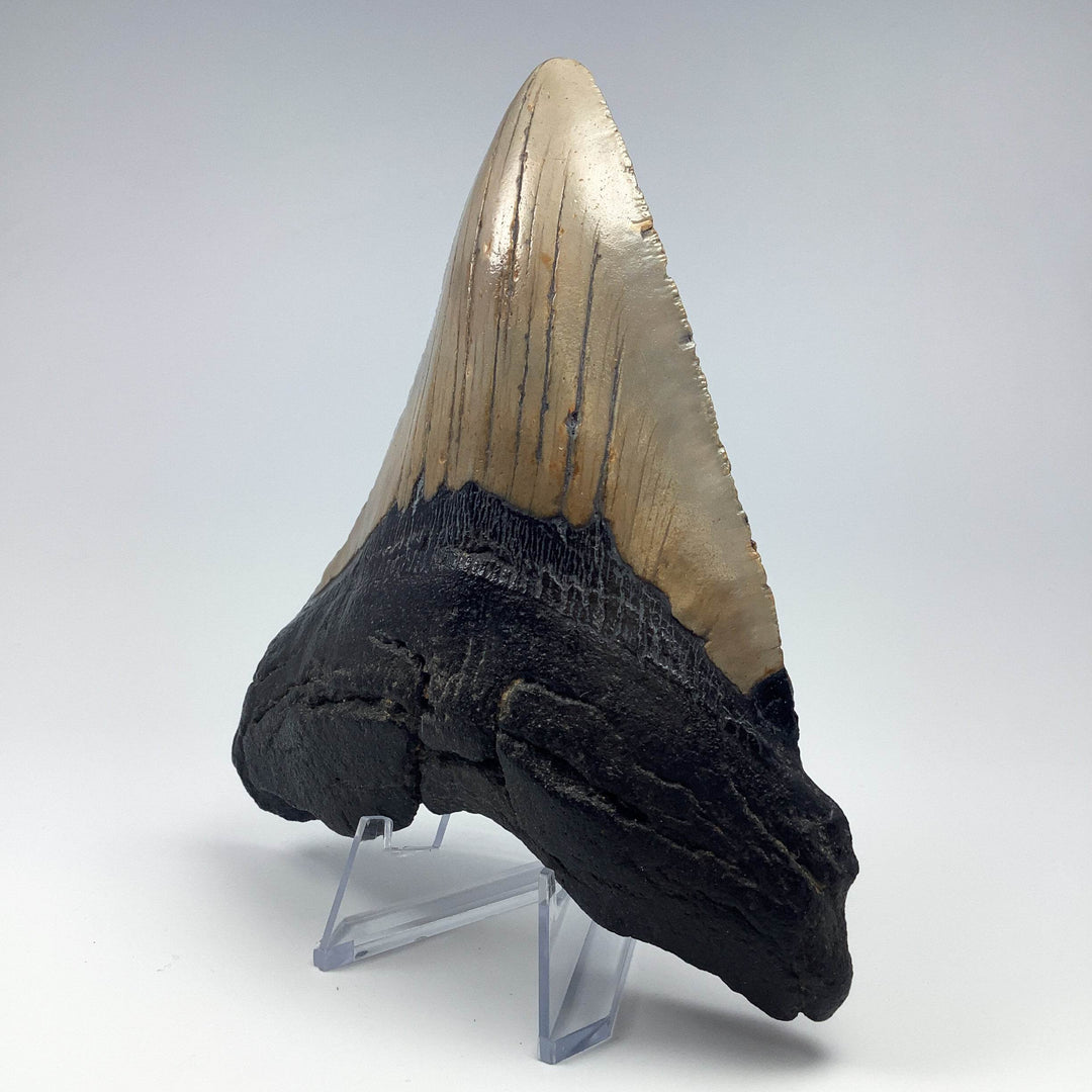 Fossilized Shark Tooth Specimen: Carcharodon Megalodon - Rocks and Gems Canada