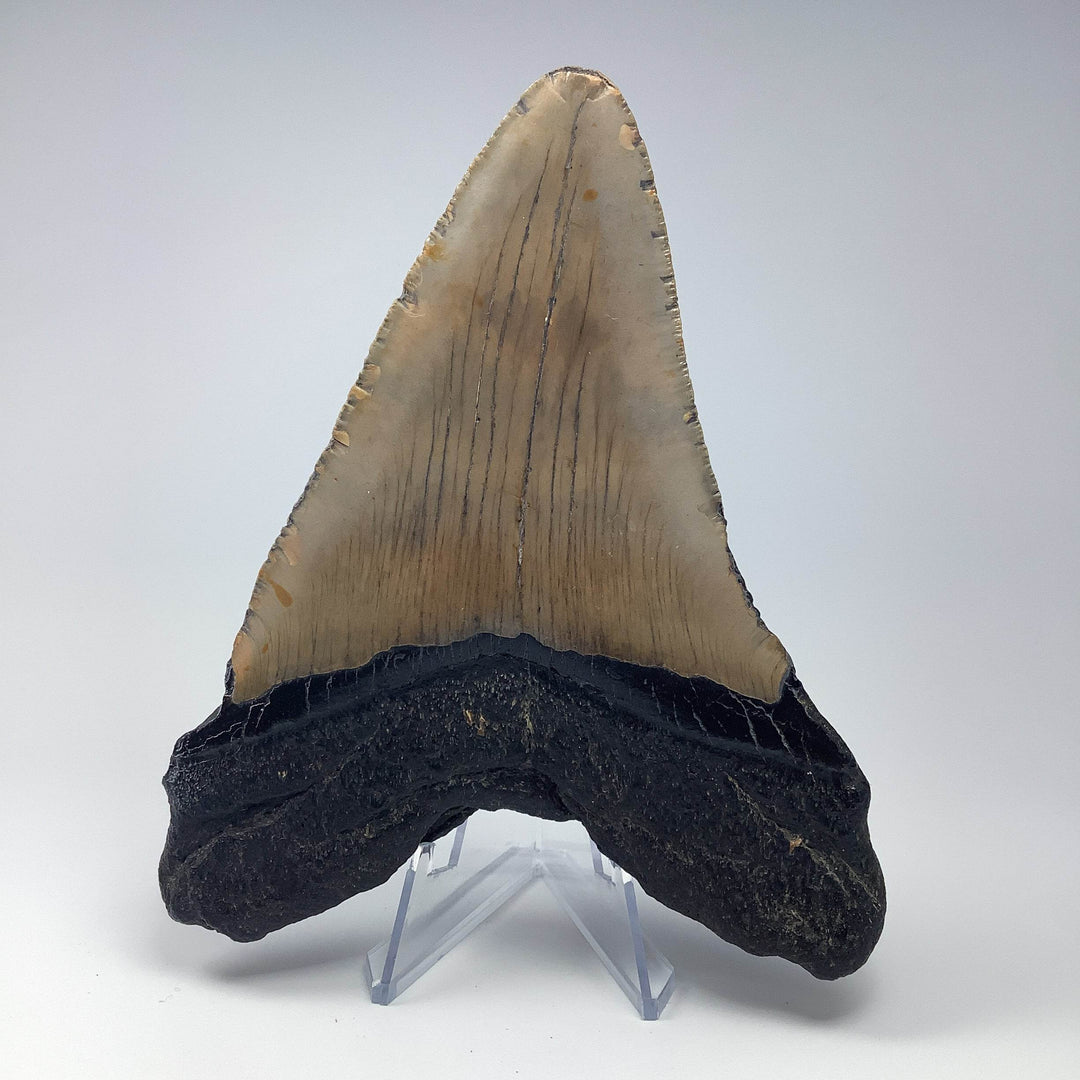 Fossilized Shark Tooth Specimen: Carcharodon Megalodon - Rocks and Gems Canada