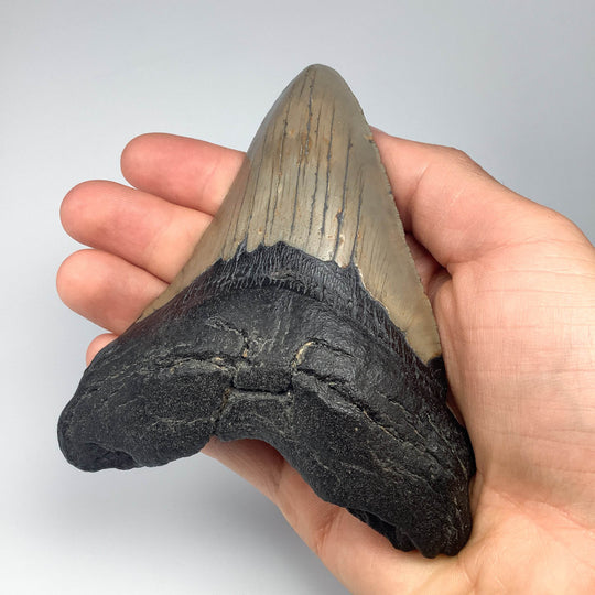 Fossilized Shark Tooth Specimen: Carcharodon Megalodon - Rocks and Gems Canada