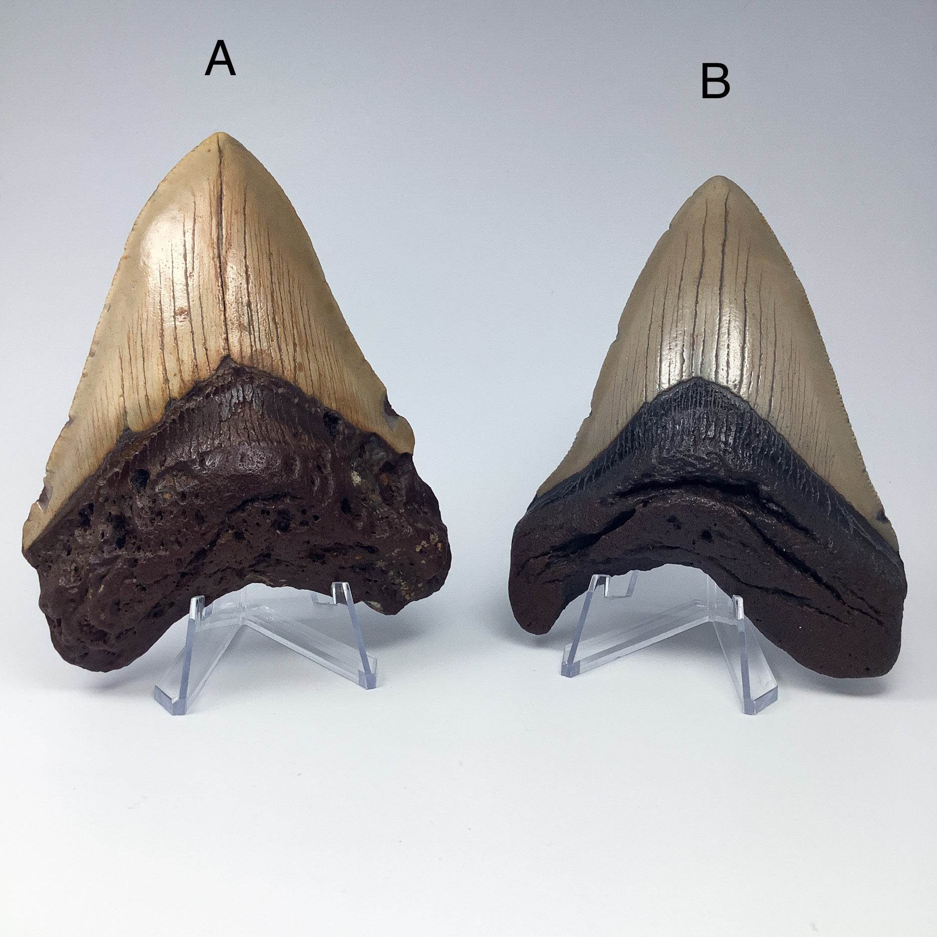 Fossilized Shark Tooth Specimen: Carcharodon Megalodon - Rocks and Gems Canada