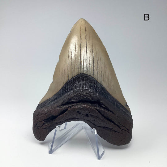 Fossilized Shark Tooth Specimen: Carcharodon Megalodon - Rocks and Gems Canada