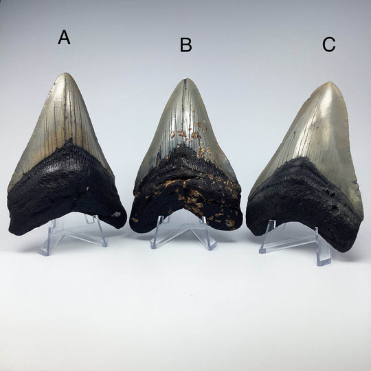 Fossilized Shark Tooth Specimen: Carcharodon Megalodon - Rocks and Gems Canada