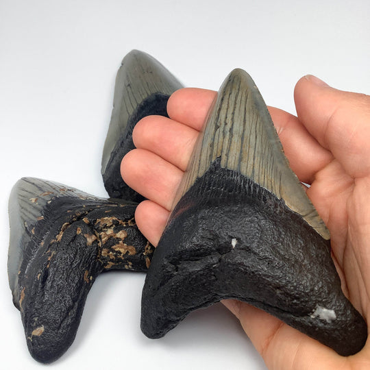 Fossilized Shark Tooth Specimen: Carcharodon Megalodon - Rocks and Gems Canada