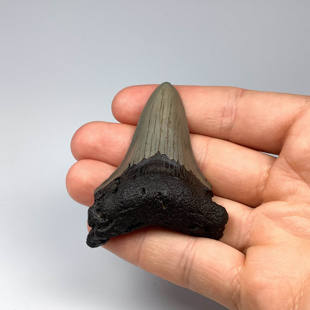 Fossilized Shark Tooth Specimen: Carcharodon Megalodon - Rocks and Gems Canada