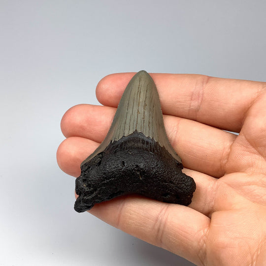 Fossilized Shark Tooth Specimen: Carcharodon Megalodon - Rocks and Gems Canada