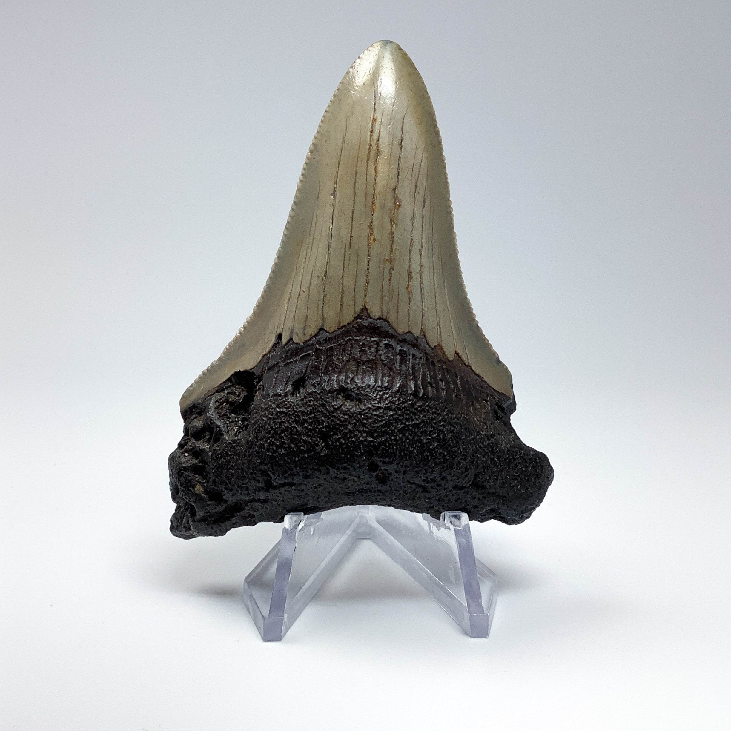 Fossilized Shark Tooth Specimen: Carcharodon Megalodon - Rocks and Gems Canada