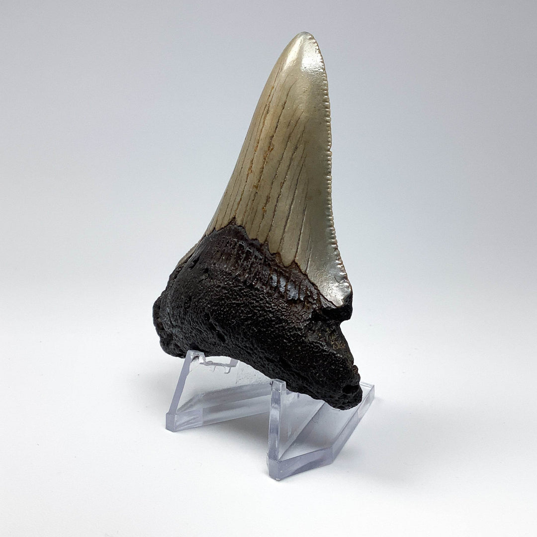 Fossilized Shark Tooth Specimen: Carcharodon Megalodon - Rocks and Gems Canada