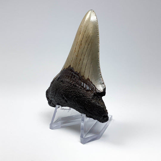 Fossilized Shark Tooth Specimen: Carcharodon Megalodon - Rocks and Gems Canada