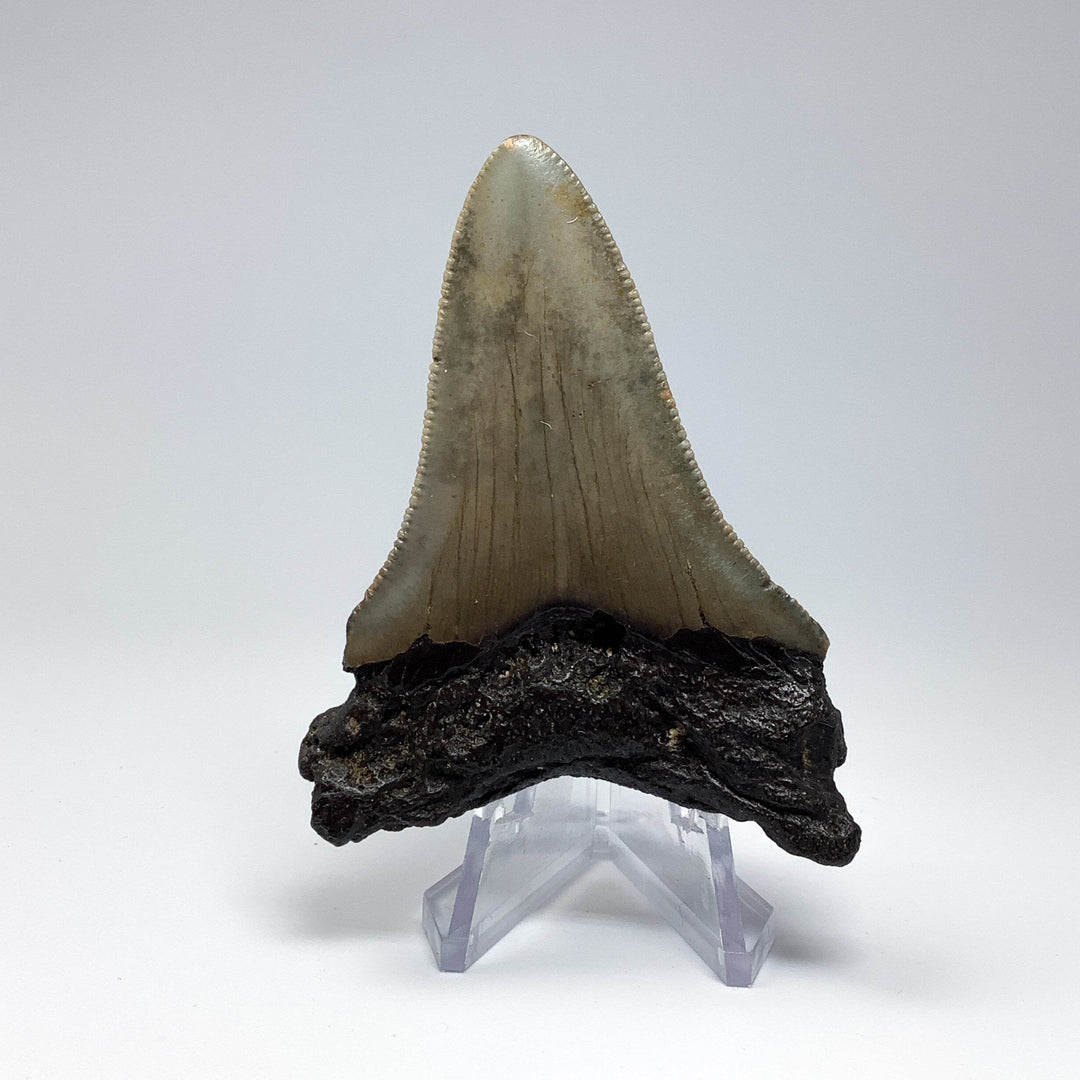 Fossilized Shark Tooth Specimen: Carcharodon Megalodon - Rocks and Gems Canada